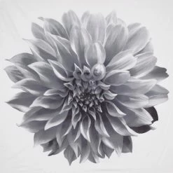 Buy ✔️ Madison Park Quinn Printed Floral Cotton Shower Curtain Aqua ⭐ -Madison Park Sales unnamed file 136